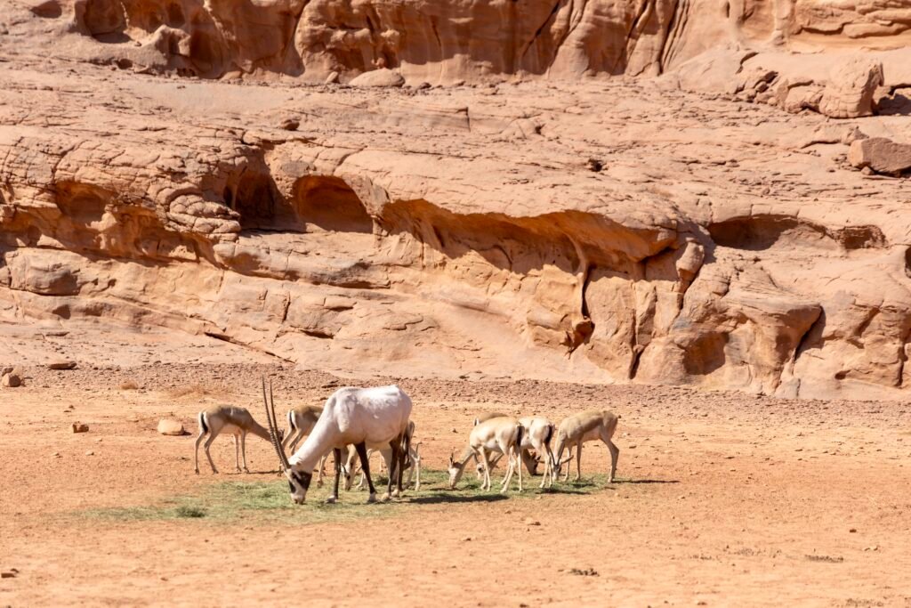 saoedi arabië 2025 11 05 (118)